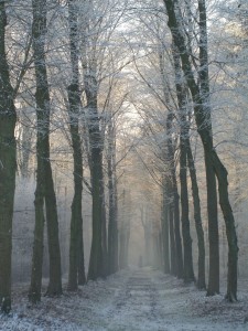 hoge_bomen Hoge Bomen foto Sanne Roemen